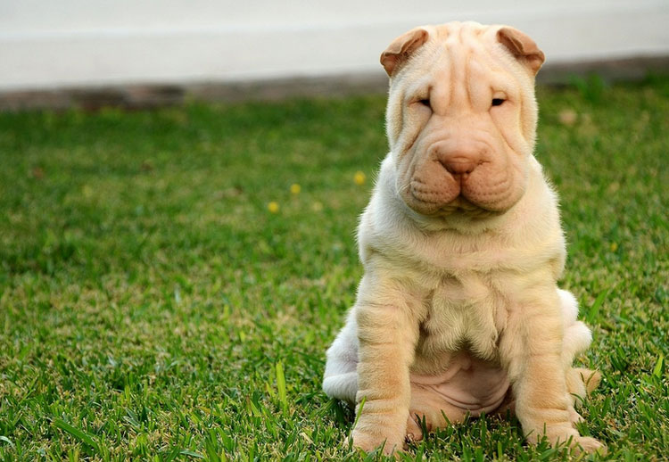 precio de un cachorro de shar pei