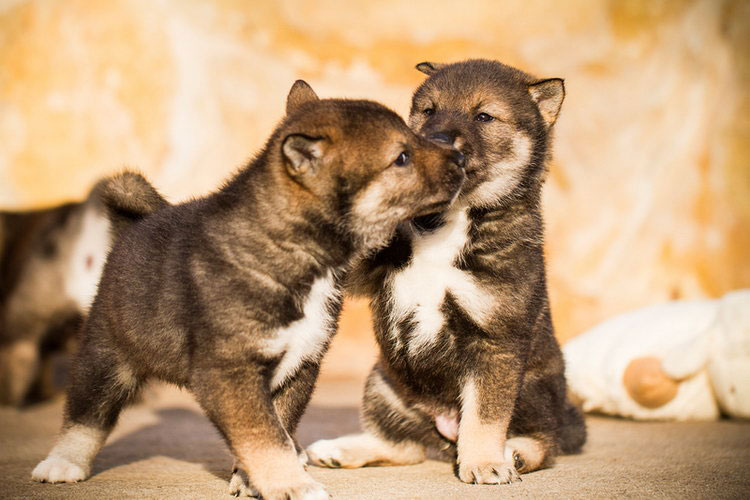 cachorros de Shikoku