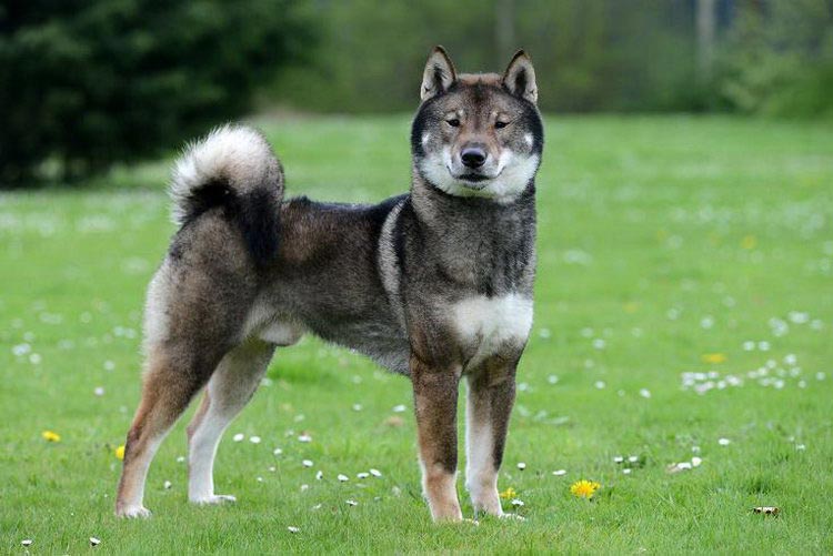 cómo es el Shikoku