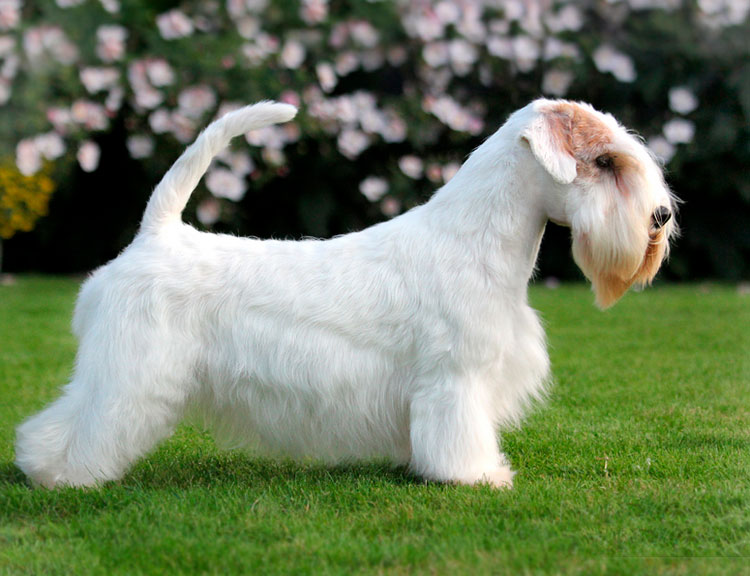 estándar del Sealyham Terrier