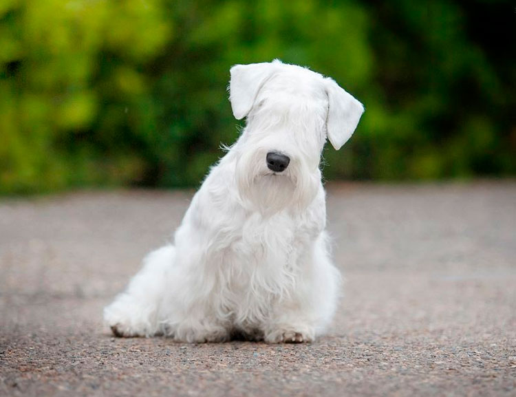 sealyham terrier blanco