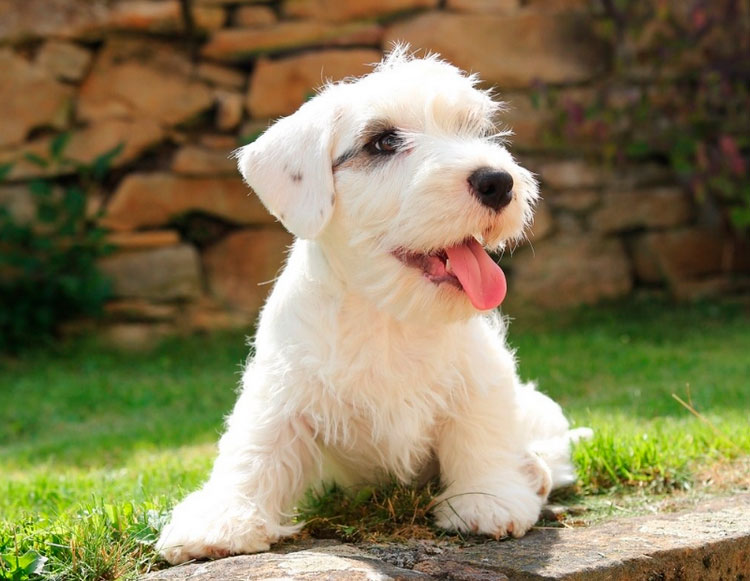 cachorro de Sealyham terrier