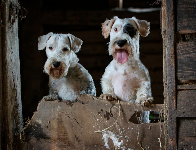 foto de Sealyham terrier