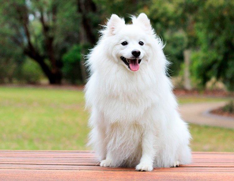 raza de perros Volpino italiano