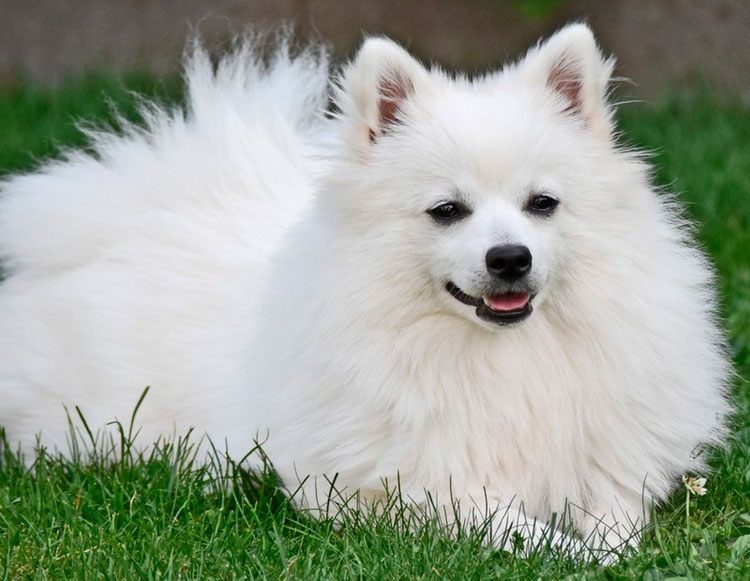 perro de raza Volpino italiano