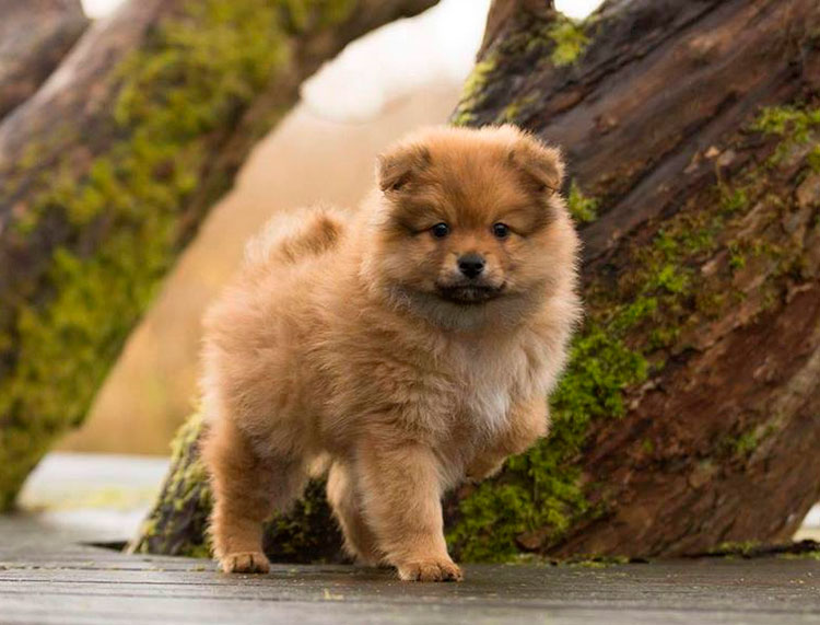 cachorro de raza Volpino Italiano