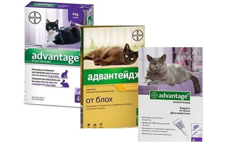 Advantage para gatos