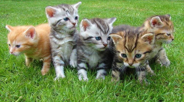 Gatitos en la hierba