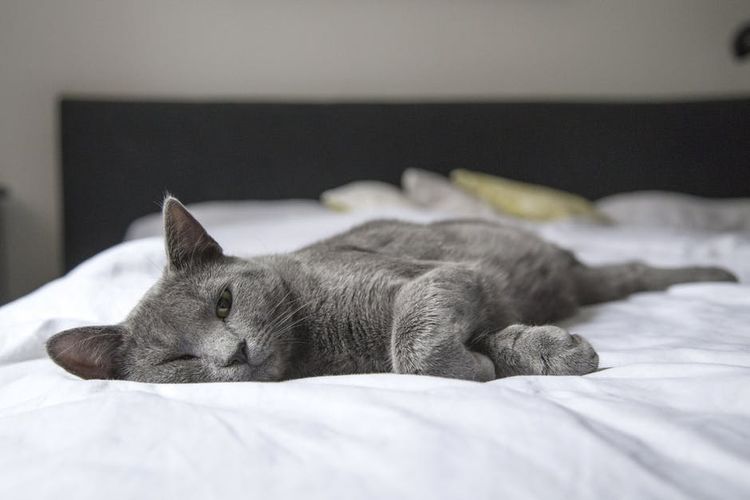 Gato en la cama