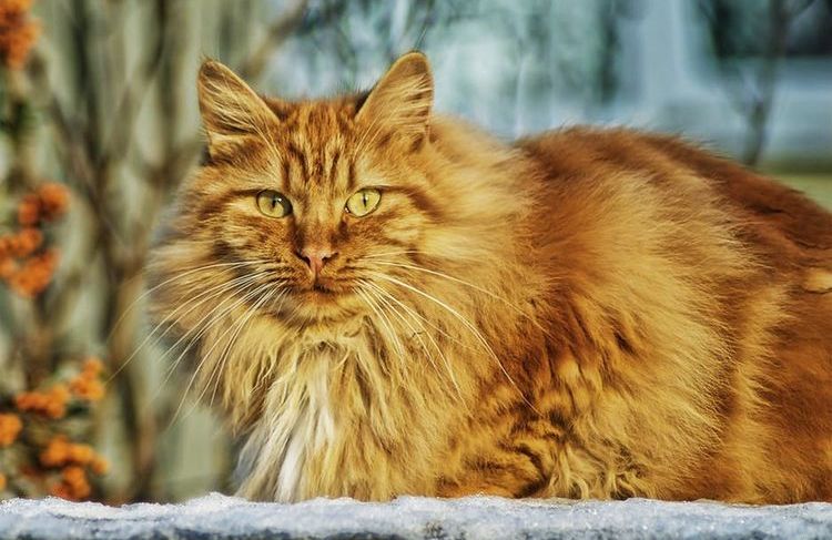 Gato pelirrojo y esponjoso en la nieve