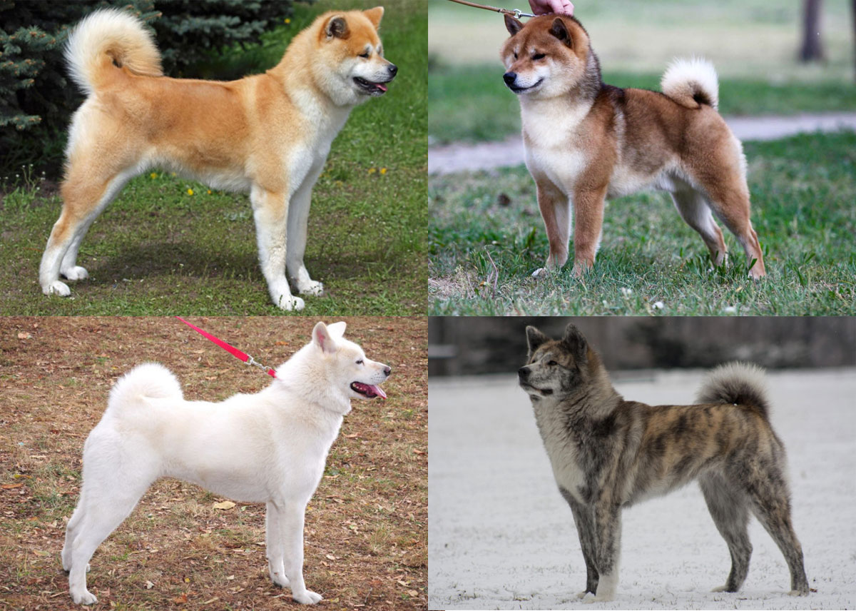 Color del Akita Inu japonés