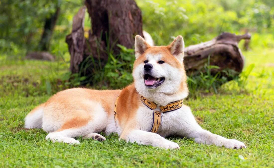 Carácter del Akita Inu