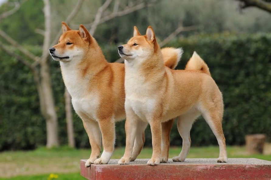Akita-inu japonés