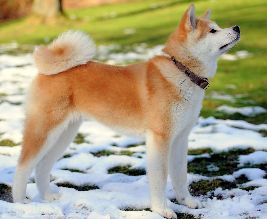 Raza de perro Akita Inu