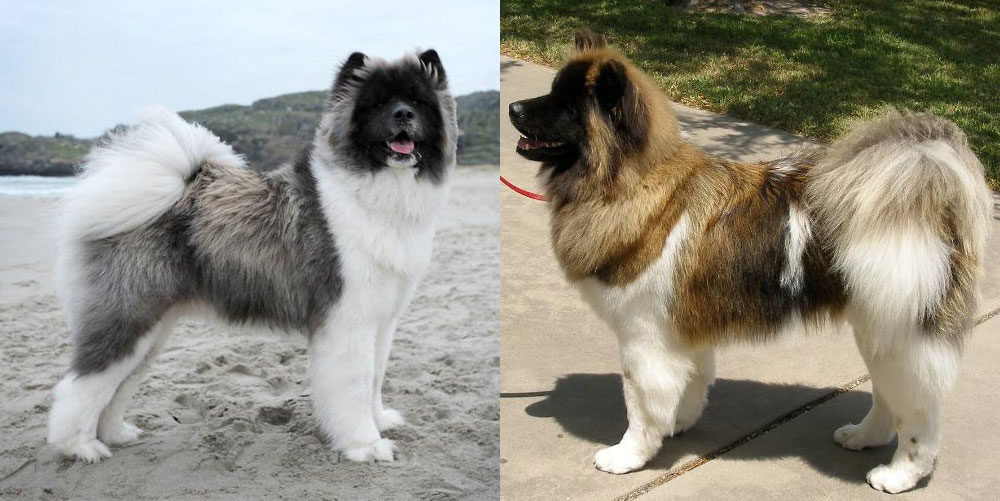 Akita Inu americano de pelo largo