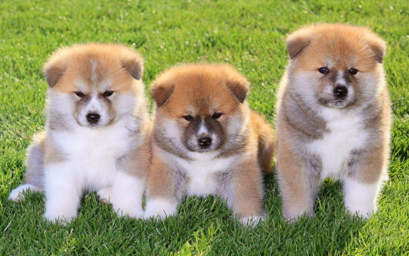 Cachorros pequeños de Akita Inu