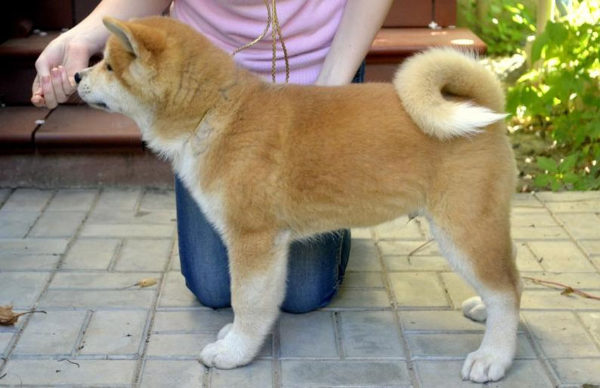 Cachorro rojo de Akita Inu