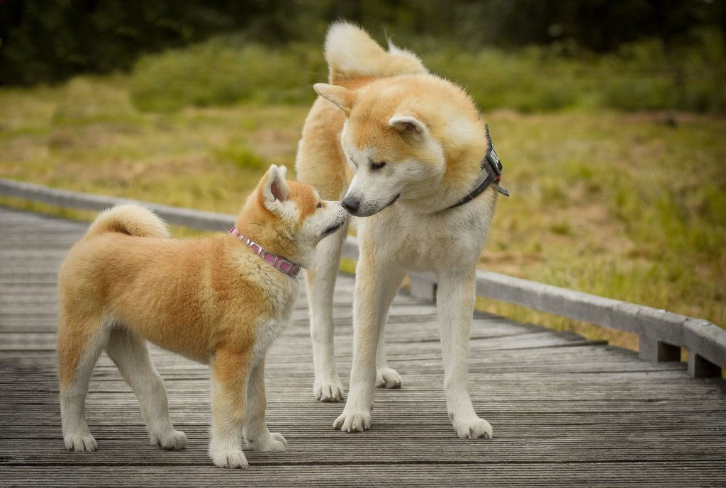 Akita Inu adulto y cachorro