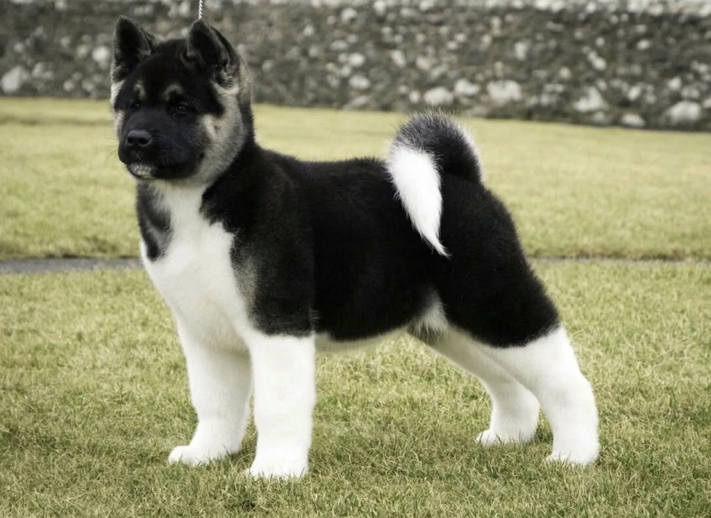 Cachorro pequeño de Akita Inu americano