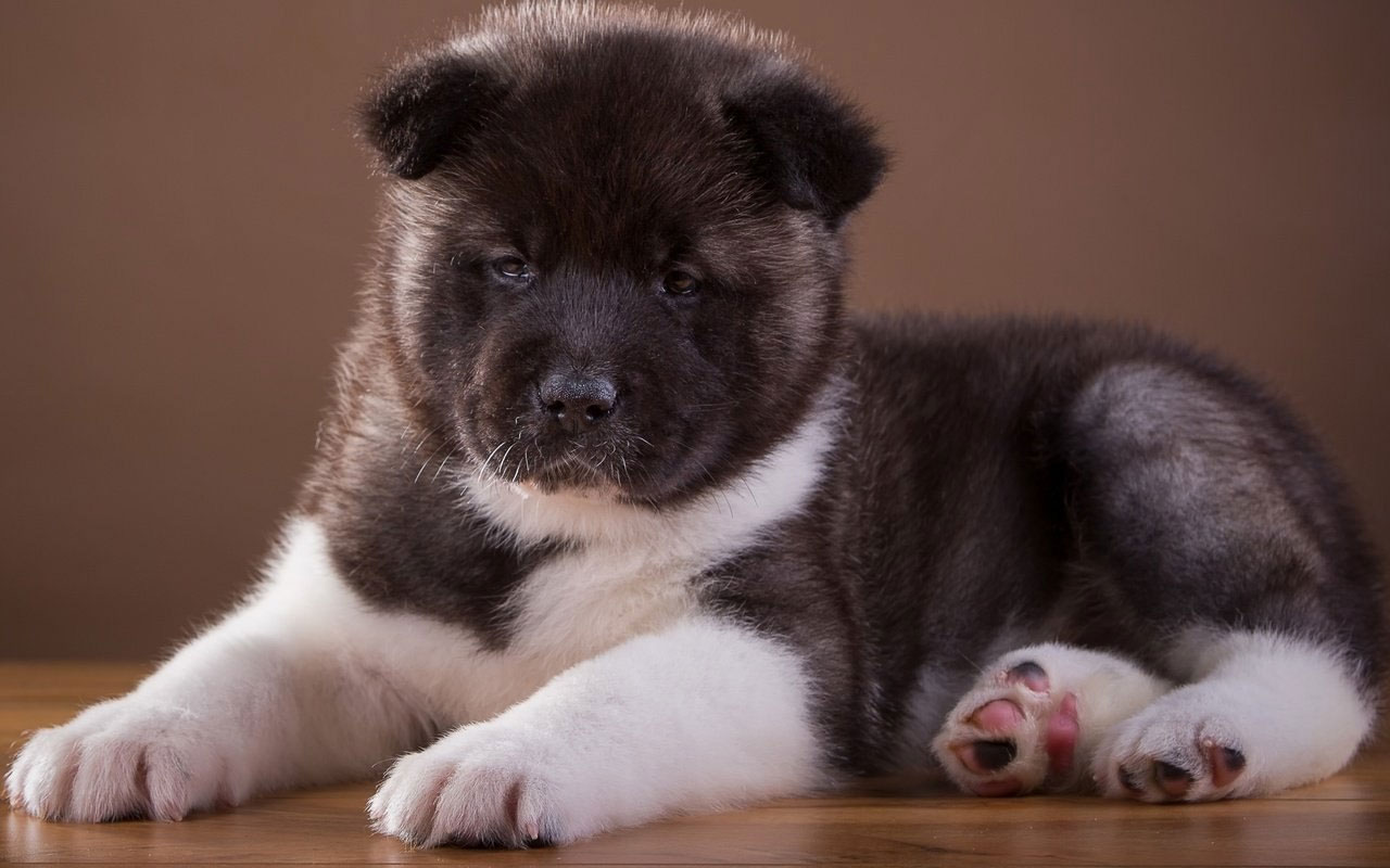 Cachorro de tipo Akita americano