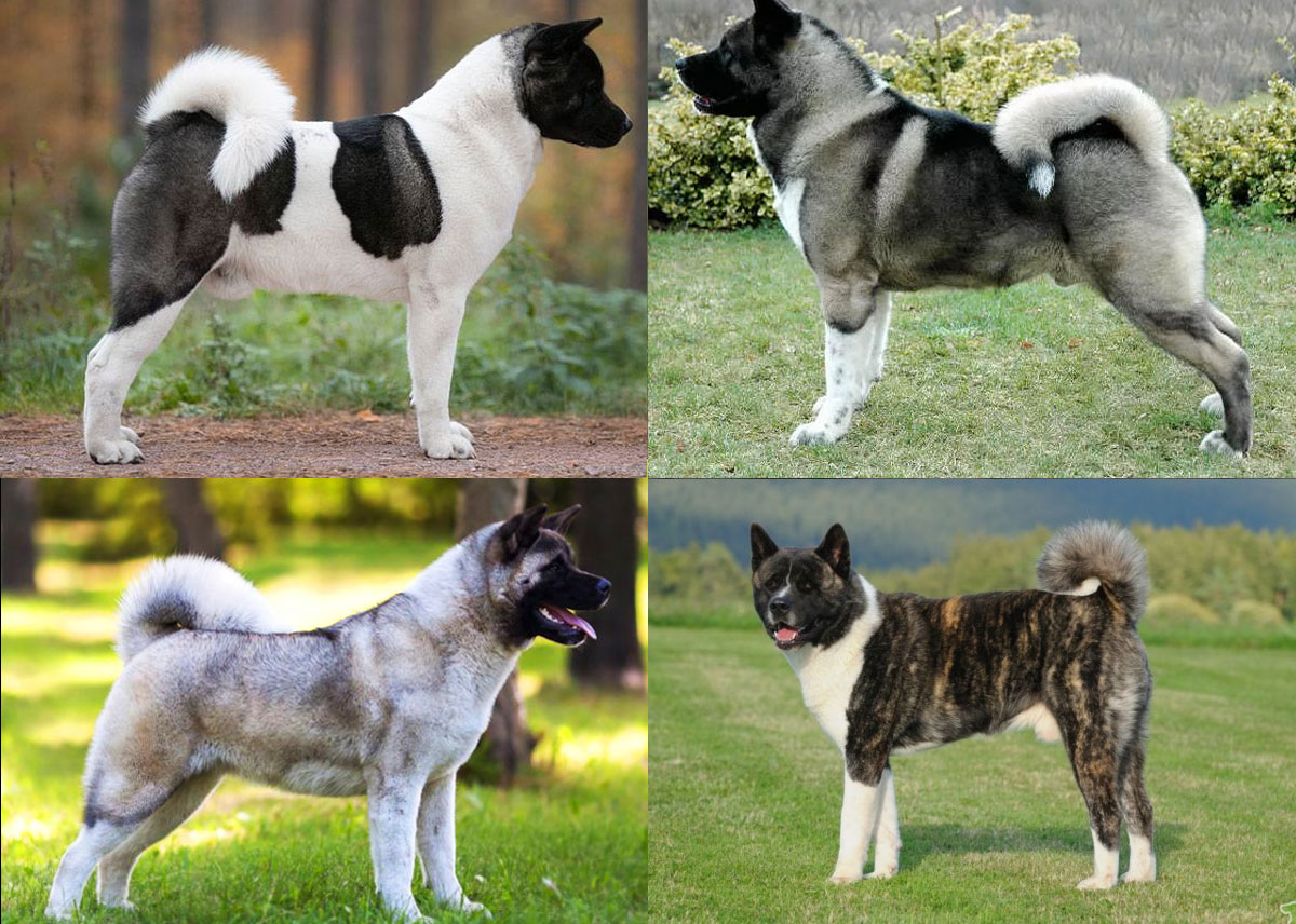 Color del Akita Inu americano
