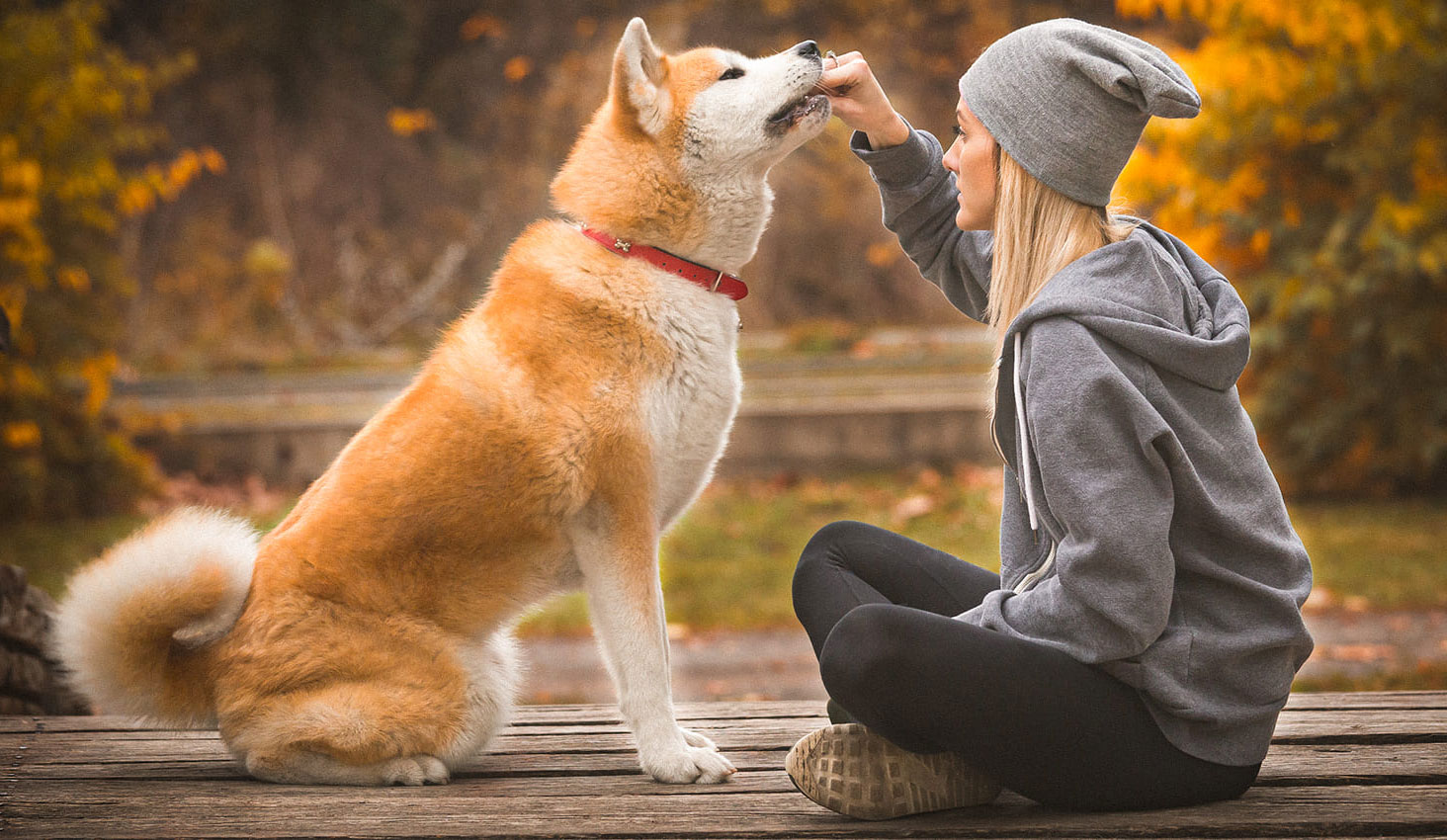 Adiestramiento del Akita-inu