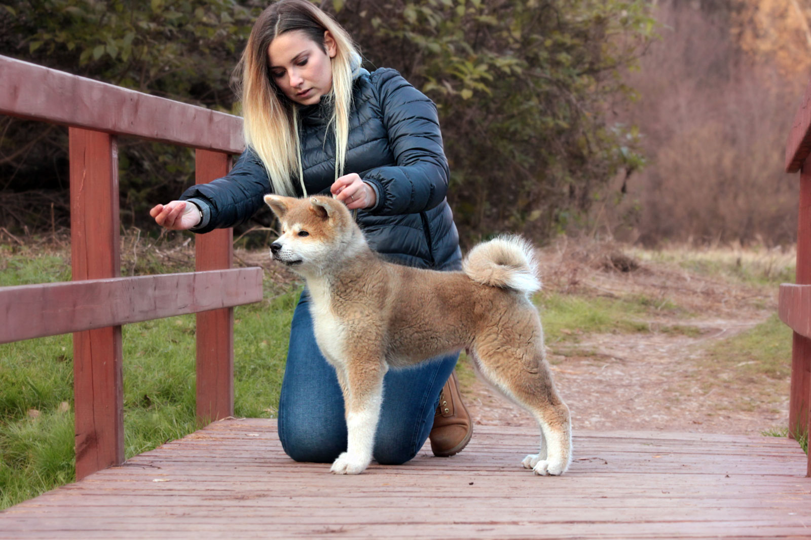 Educación del Akita-inu