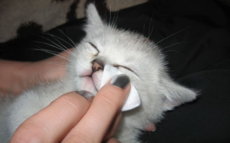 Se limpian los ojos al gatito