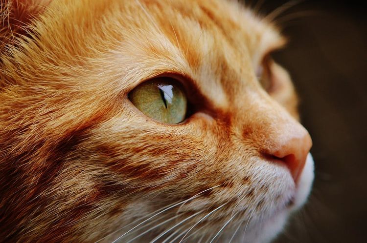 Gato naranja