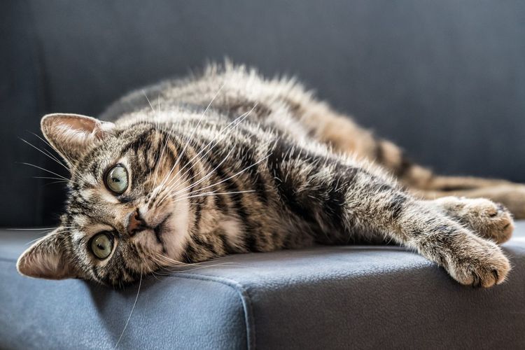 El gato está tumbado