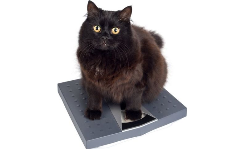 Gato en la báscula