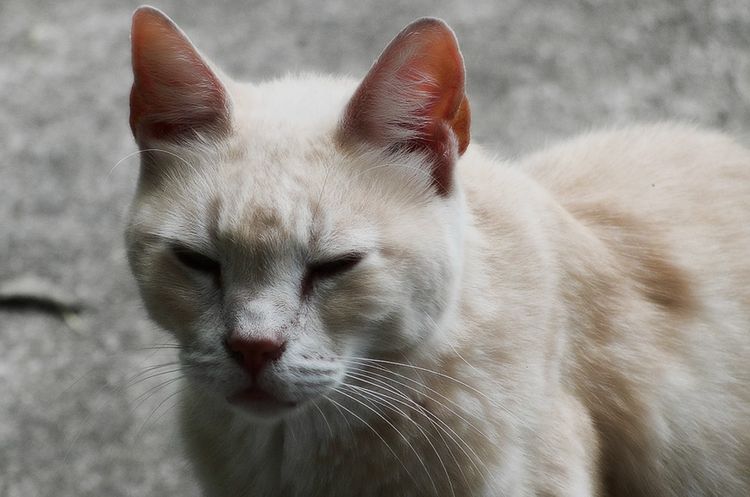 Aspecto enfermizo del gato