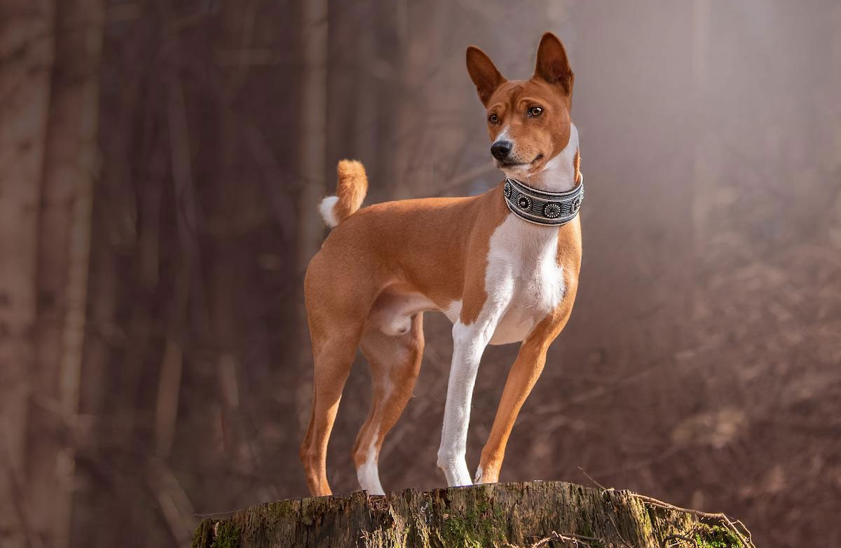 Basenji - antigua raza de perros africanos