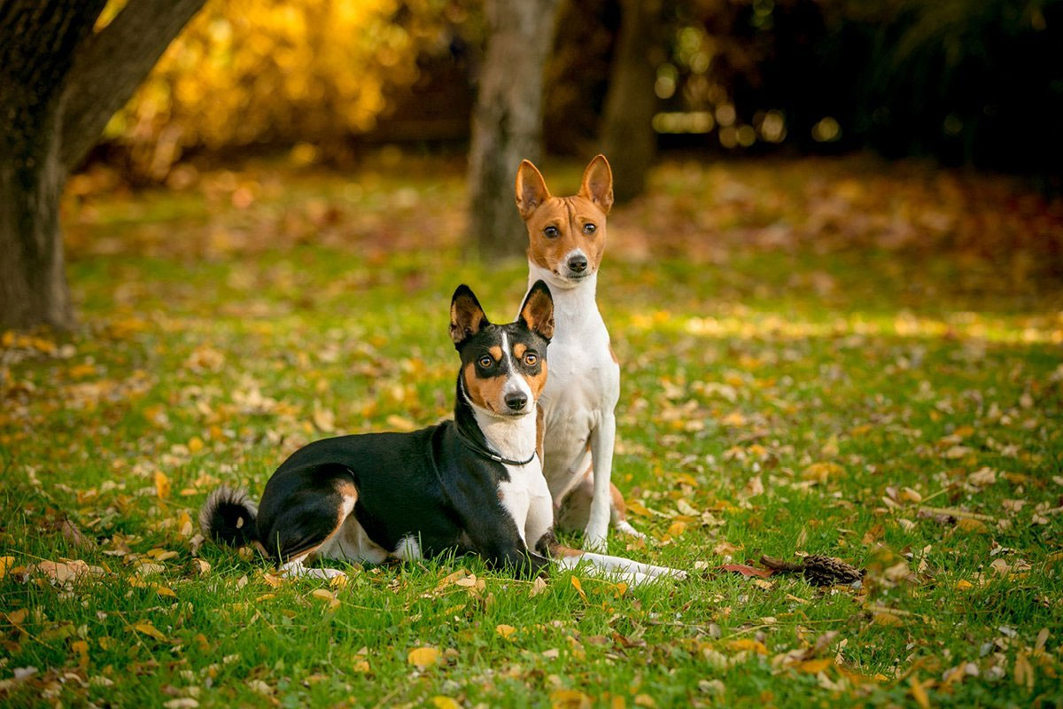 Historia de la raza Basenji