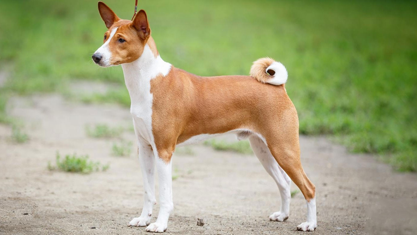 Carácter de los perros africanos Basenji
