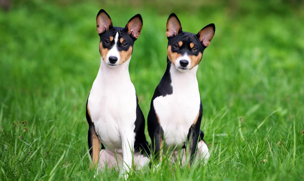 Basenji - información sobre la raza