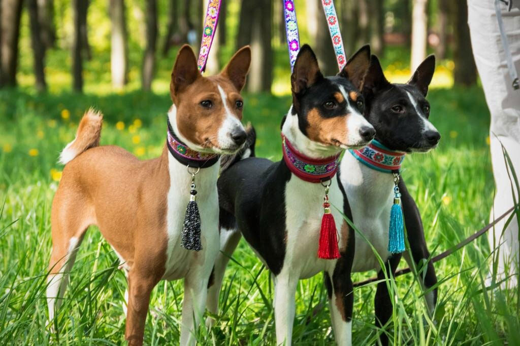 Perros Basenji
