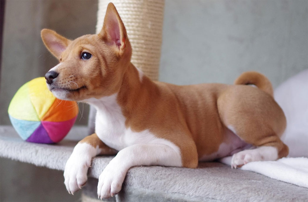 Cachorro de Basenji