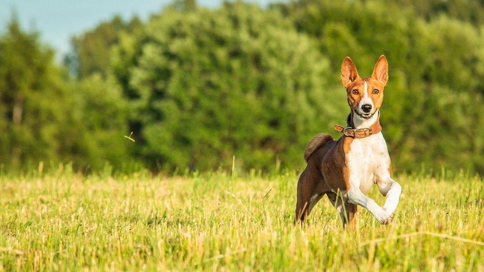 Adiestramiento de perros Basenji