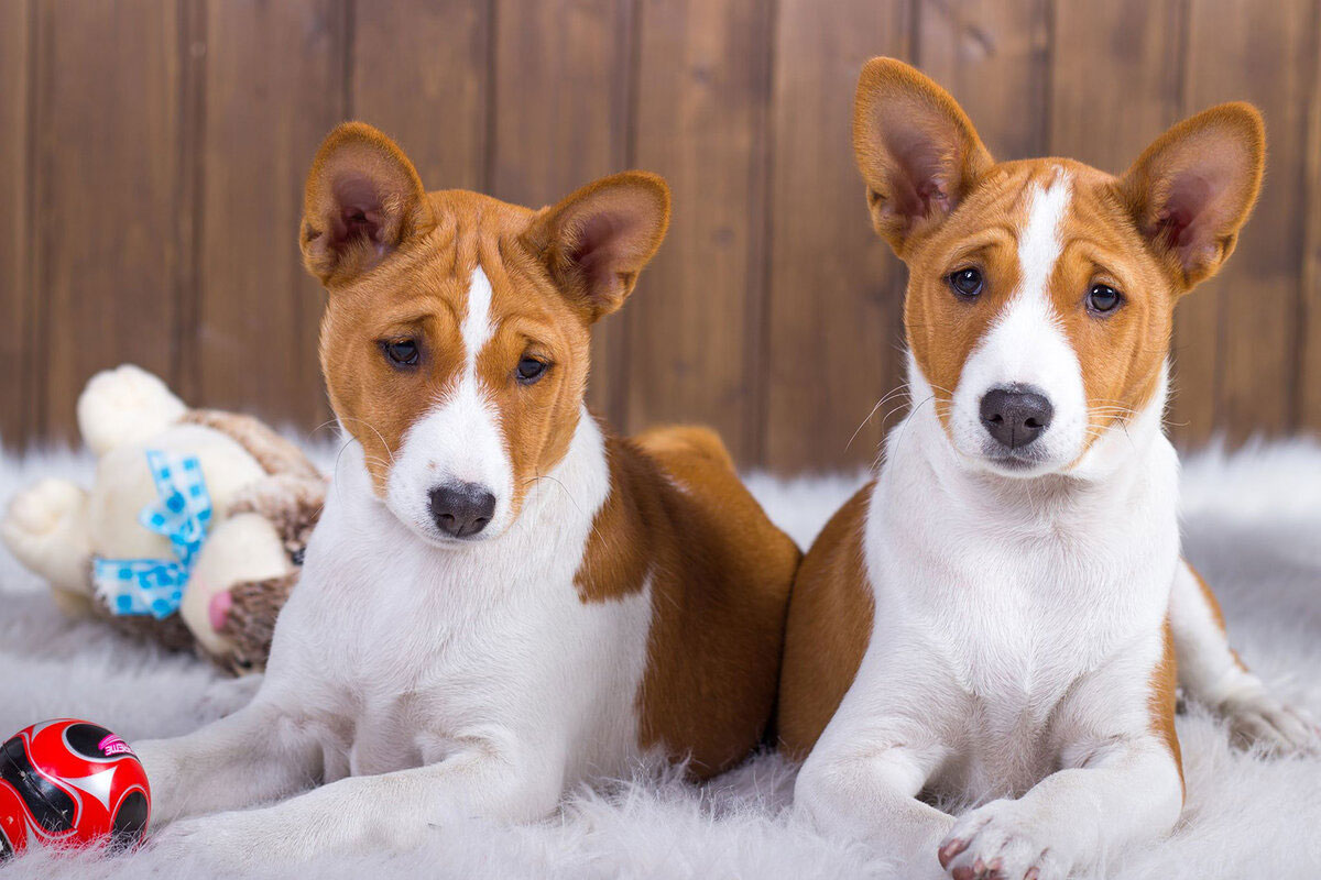 Cuidado del Basenji