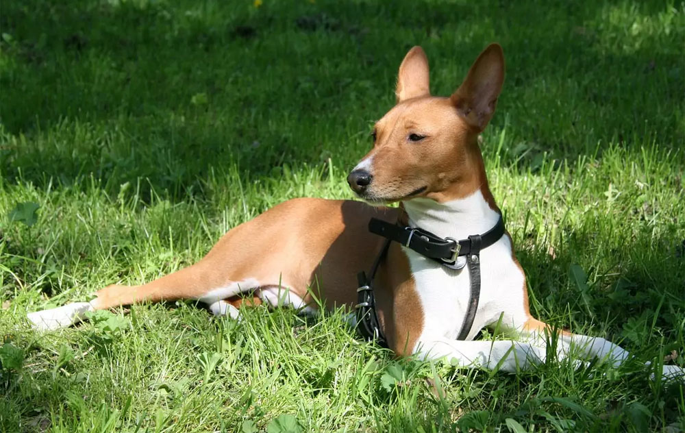 Qué dar de comer al Basenji