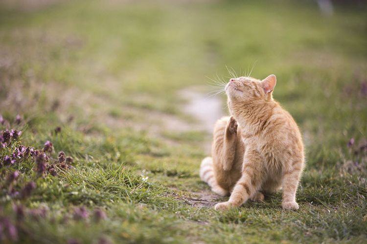 El gato se rasca