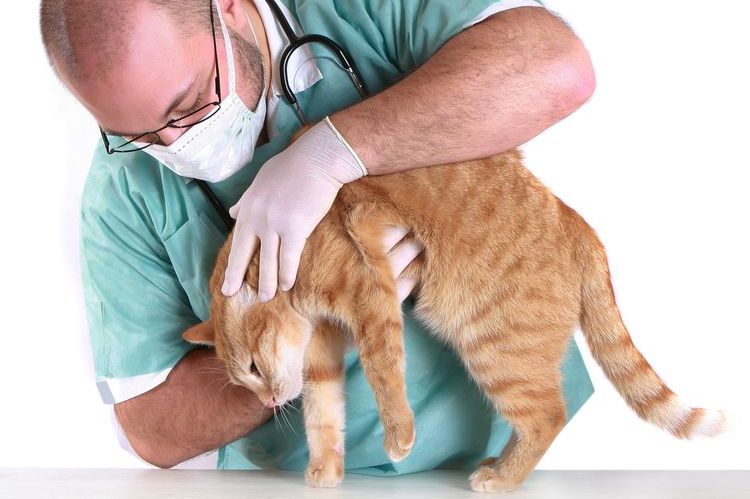 El veterinario examina al gato