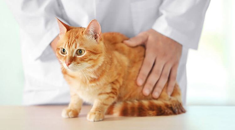 Examen del gato por el veterinario