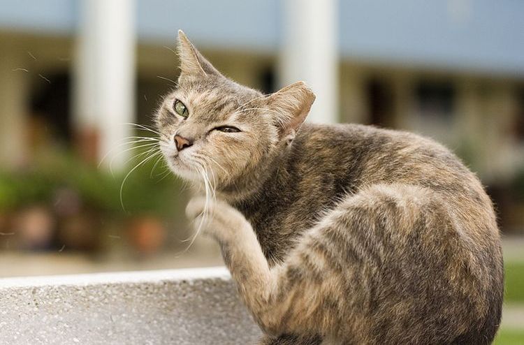 El gato se rasca