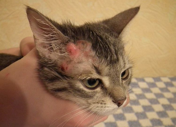 Dermatitis por pulgas