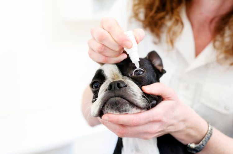 Aplicar gotas en los ojos del perro