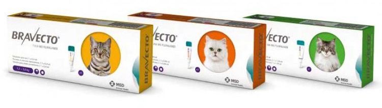 Gotas Bravecto para gatos