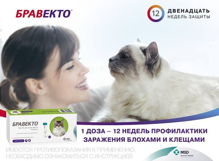 Bravecto para gatos