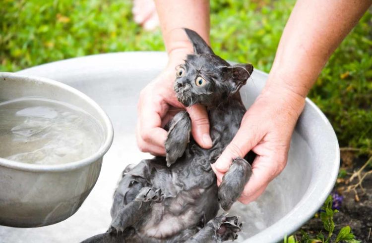 Cómo bañar al gato